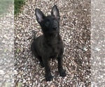 Small Photo #1 Dutch Shepherd Dog Puppy For Sale in CASTLE ROCK, CO, USA