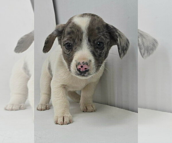 Medium Photo #19 Australian Shepherd-Unknown Mix Puppy For Sale in pomfret, CT, USA