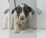 Small #18 Australian Shepherd Mix
