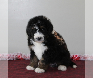 Bernedoodle Puppy for sale in PEACH BOTTOM, PA, USA