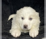 Small #4 Great Pyrenees