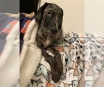 Small Photo #2 Catahoula Leopard Dog-Dalmatian Mix Puppy For Sale in THOUSAND OAKS, CA, USA