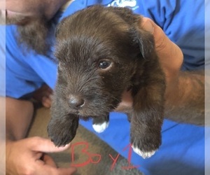 Schnauzer (Miniature) Puppy for sale in ATOKA, TN, USA