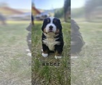 Small Photo #8 Bernese Mountain Dog Puppy For Sale in SAINT MARIES, ID, USA