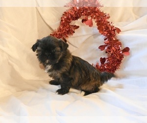 Shih Tzu Puppy for sale in MILLERSBURG, OH, USA