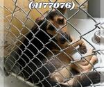 Small German Shepherd Dog Mix