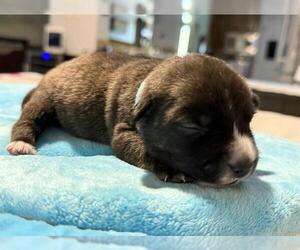 Dachshund-Unknown Mix Dogs for adoption in San Antonio, TX, USA