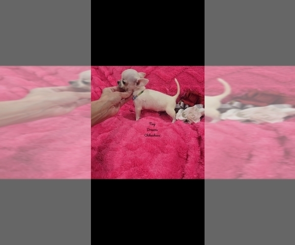 Medium Photo #2 Chihuahua Puppy For Sale in CRAFTON, PA, USA