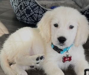 English Cream Golden Retriever Puppy for sale in NAPERVILLE, IL, USA