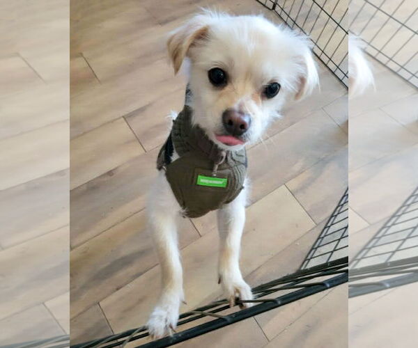 Medium Photo #1 Mutt Puppy For Sale in Corona, CA, USA