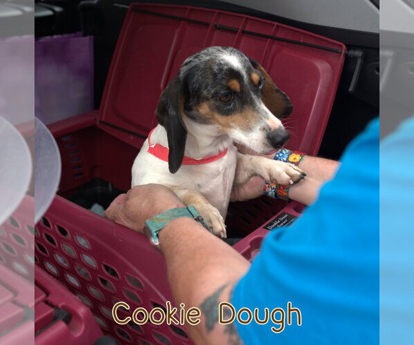 Medium Photo #12 Dachshund Puppy For Sale in San Antonio, TX, USA