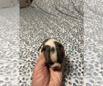 Puppy Girl 1 Boston Terrier