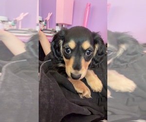 Dachshund Puppy for sale in GLOUCESTER, VA, USA