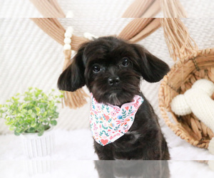 ShihPoo Puppy for sale in SYRACUSE, IN, USA