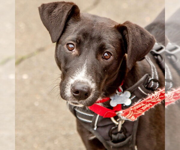 Medium Photo #5 Labrador Retriever-Unknown Mix Puppy For Sale in Canton, CT, USA