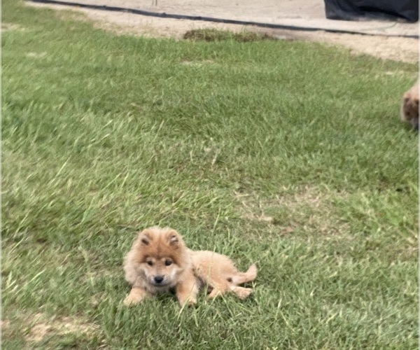 Medium Photo #2 Chow Chow Puppy For Sale in EFFINGHAM, SC, USA