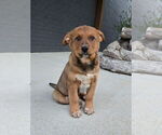 Small #5 Australian Cattle Dog