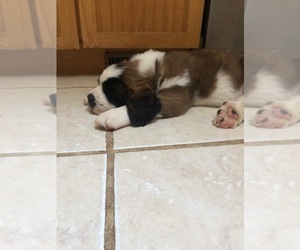 Saint Bernard Puppy for sale in CERESCO, MI, USA