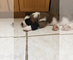 Small Saint Bernard