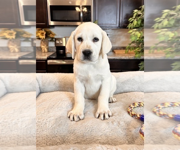Medium Photo #1 Labrador Retriever Puppy For Sale in GREENWOOD, IN, USA