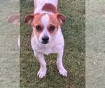 Small Jack Russell Terrier