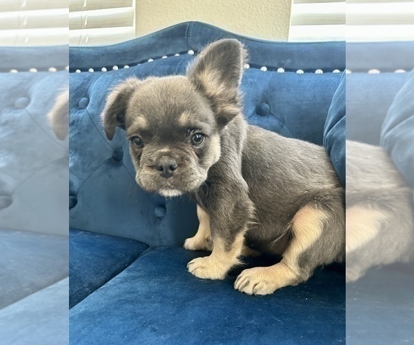 Medium Photo #6 French Bulldog Puppy For Sale in WILSON, WY, USA