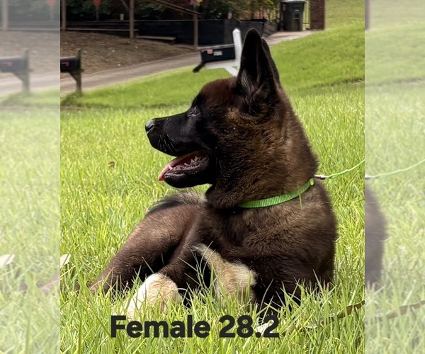 Medium Photo #12 Akita Puppy For Sale in MEM, TN, USA