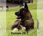 Small Photo #12 Akita Puppy For Sale in MEM, TN, USA