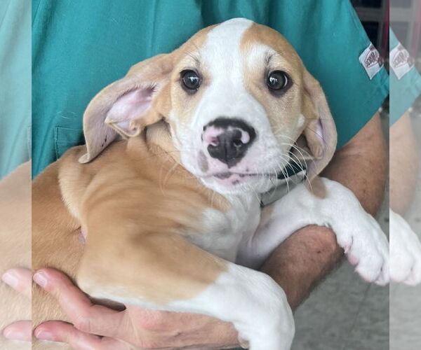 Medium Photo #2 American Bulldog-Labrador Retriever Mix Puppy For Sale in Royal Palm Beach, FL, USA