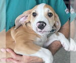 Small #1 American Bulldog-Labrador Retriever Mix