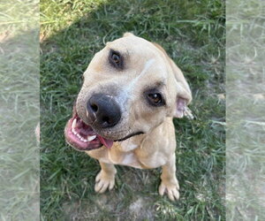 261429  Phoebe - Female American Pit Bull Terrier-Unknown Mix Dog for Adoption - Photo #2