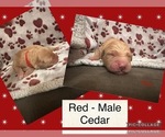 Puppy Cedar Golden Retriever