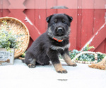 Small #1 German Shepherd Dog