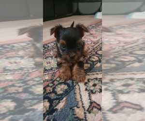 Yorkshire Terrier Puppy for sale in WAKEFIELD, MA, USA