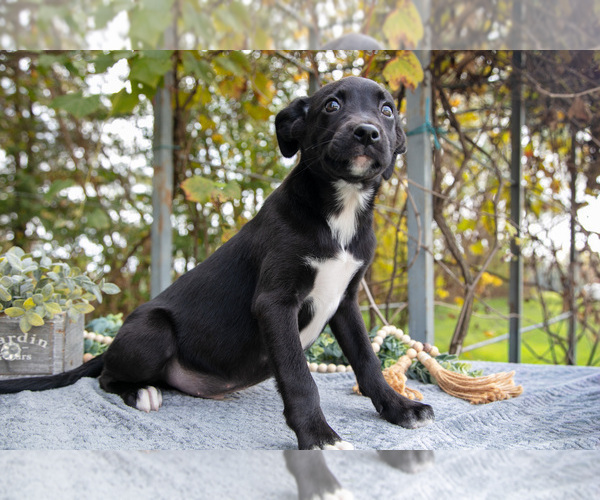 Medium Photo #10 Border Collie-Boxer Mix Puppy For Sale in MILLERSBURG, IN, USA