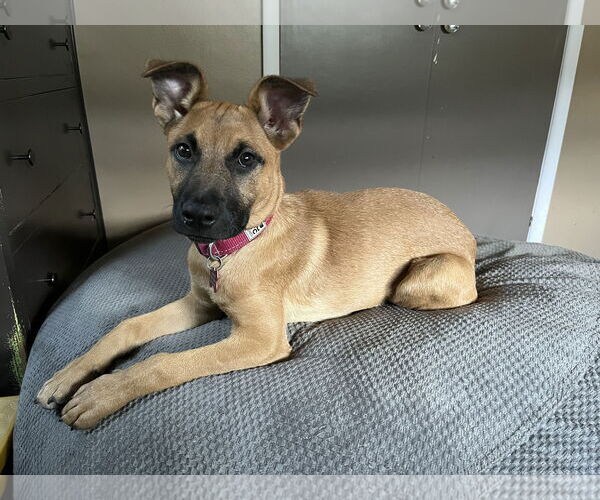 Medium Photo #4 Black Mouth Cur-Unknown Mix Puppy For Sale in Milwaukie, OR, USA