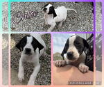 Small #4 Basset Hound Mix