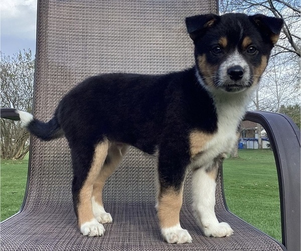 Medium Photo #11 Australian Cattle Dog-Border Collie Mix Puppy For Sale in RICHMOND, MI, USA