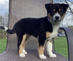 Small Photo #11 Australian Cattle Dog-Border Collie Mix Puppy For Sale in RICHMOND, MI, USA