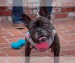 Small #14 French Bulldog