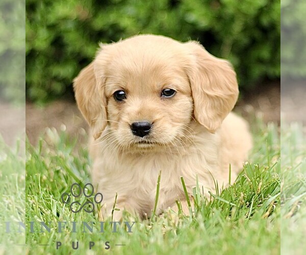 Medium Photo #1 Golden Retriever Puppy For Sale in STRASBURG, PA, USA