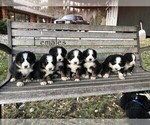 Small Photo #14 Bernese Mountain Dog Puppy For Sale in BONNERS FERRY, ID, USA