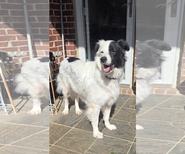 Medium Photo #34 Aussie Pyrenees Puppy For Sale in Houston, TX, USA