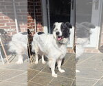 Small Photo #34 Aussie Pyrenees Puppy For Sale in Houston, TX, USA