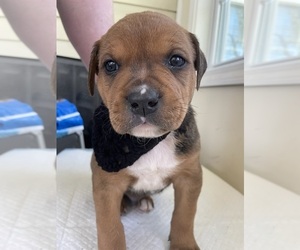 American Bulldog-Rottweiler Mix Puppy for sale in COLUMBUS, GA, USA
