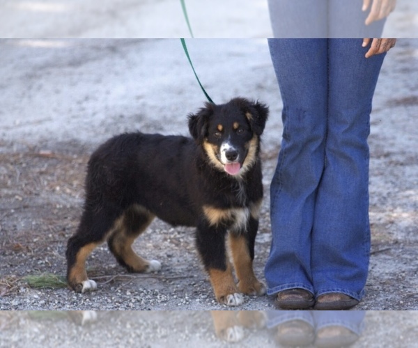 Medium Photo #1 Australian Shepherd Puppy For Sale in ACTON, CA, USA