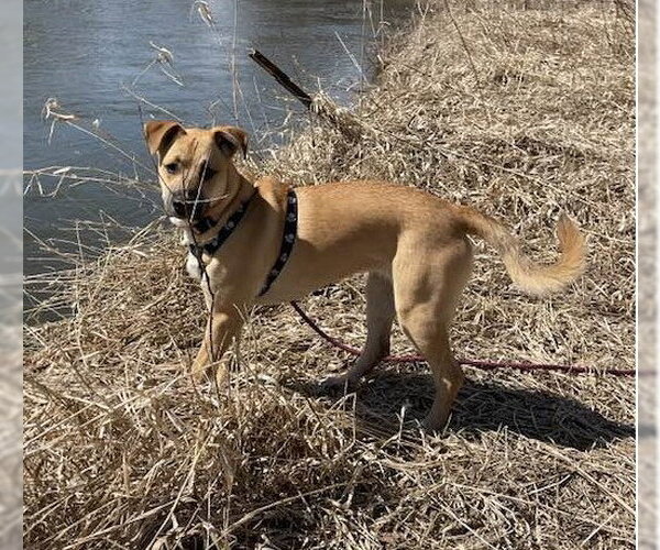 Medium Photo #1 Boxer-Unknown Mix Puppy For Sale in Burnsville, MN, USA