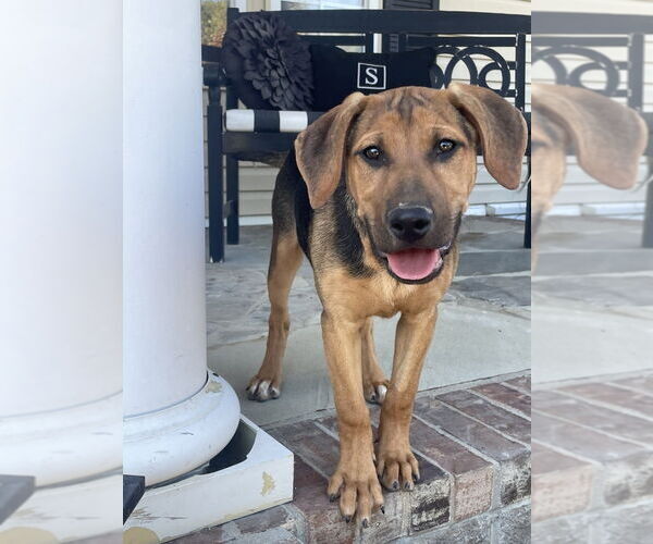 Medium Photo #4 Mutt Puppy For Sale in Boston, MA, USA