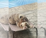 Small Photo #6 English Bulldog Puppy For Sale in CHESAPEAKE, VA, USA