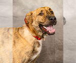 Small #2 German Shepherd Dog-Great Pyrenees Mix